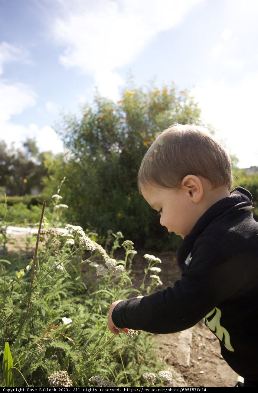 Moments of Herbal Fascination: Wesley's Adventures in the Field