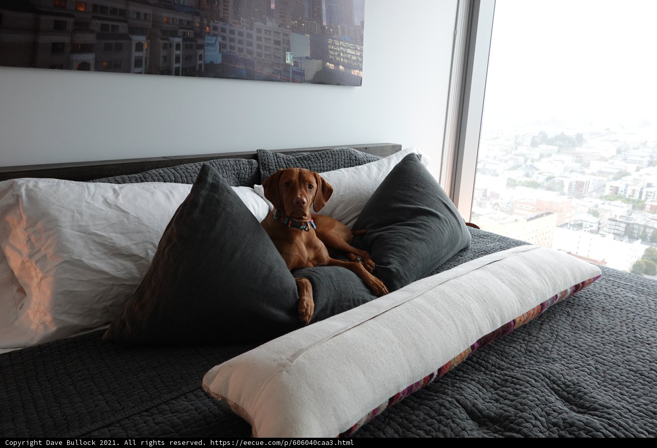 Canine Comfort