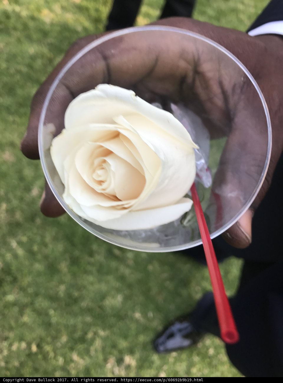 Enjoying a White Rose Martini Outdoors