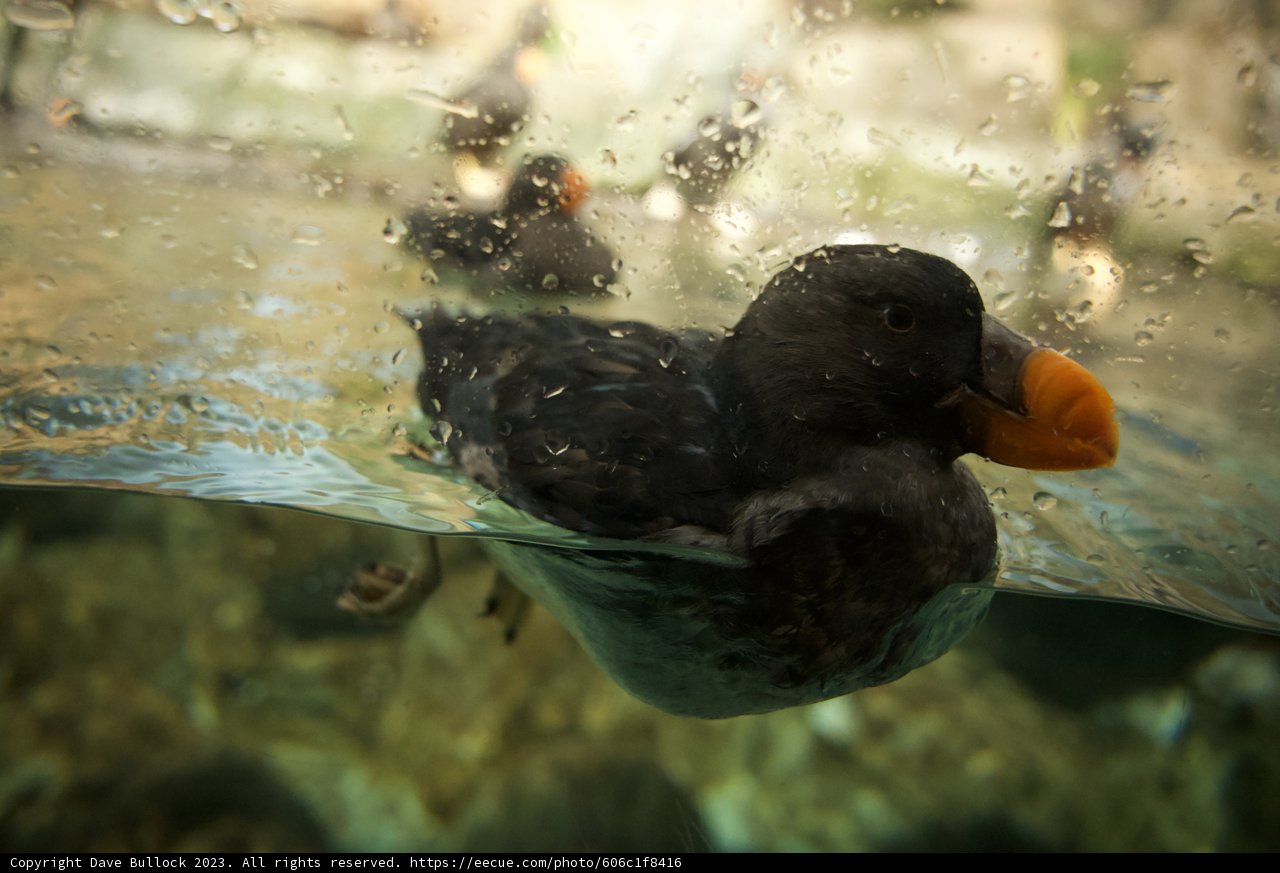 Puffin's Swim: The Joy of Life