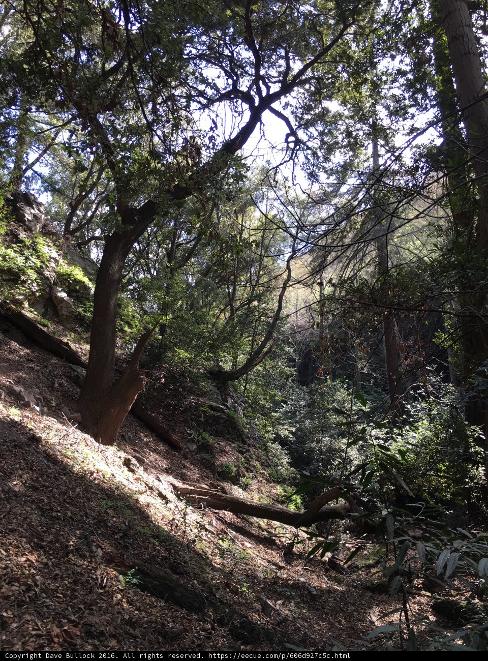 Lone Tree Standing Strong on Hillside