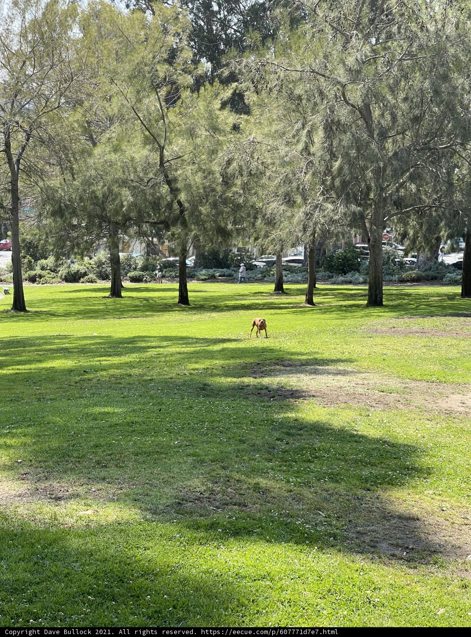 A Canine's Stroll in Jefferson Square