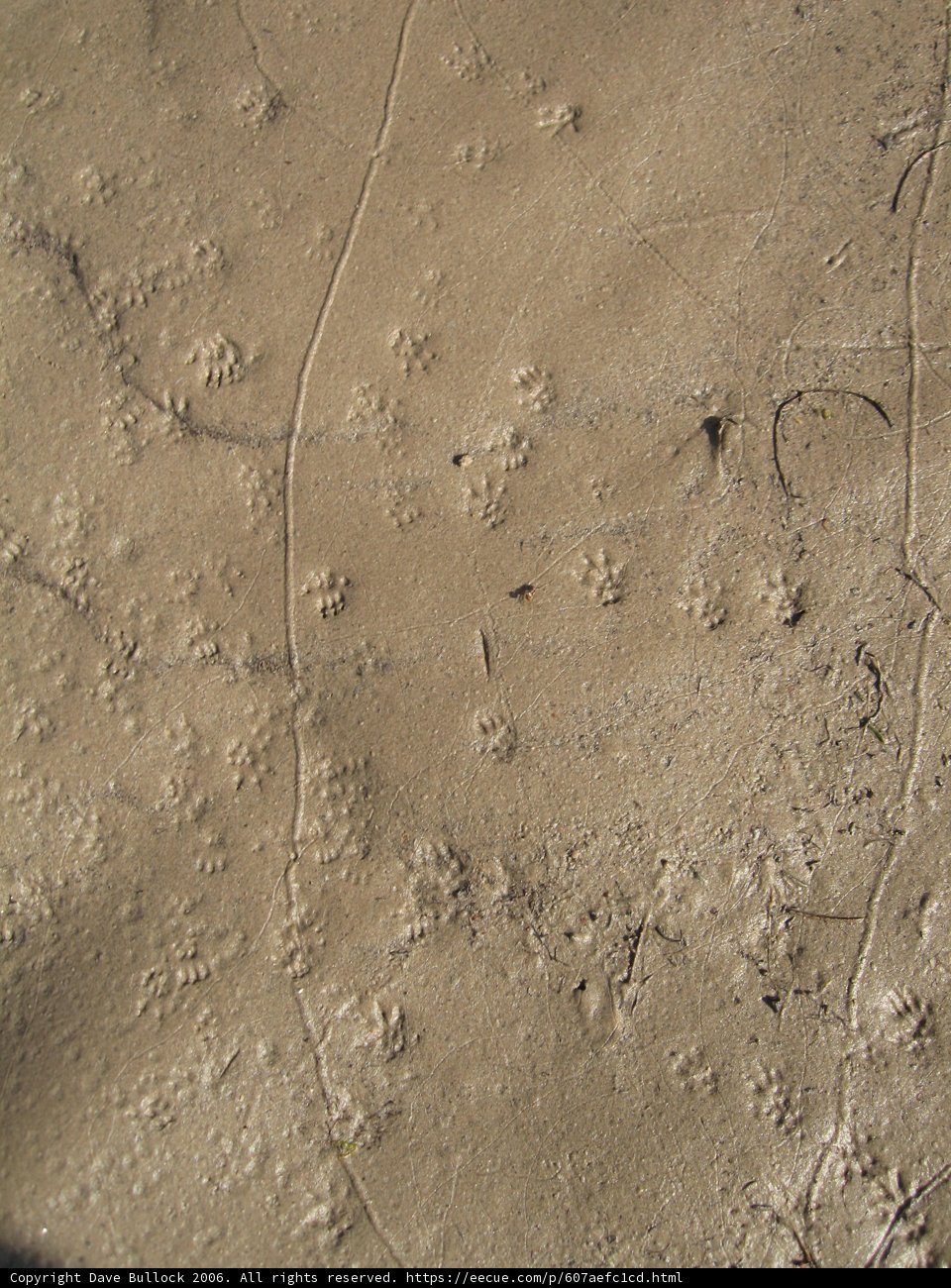 Footprints in the Sand