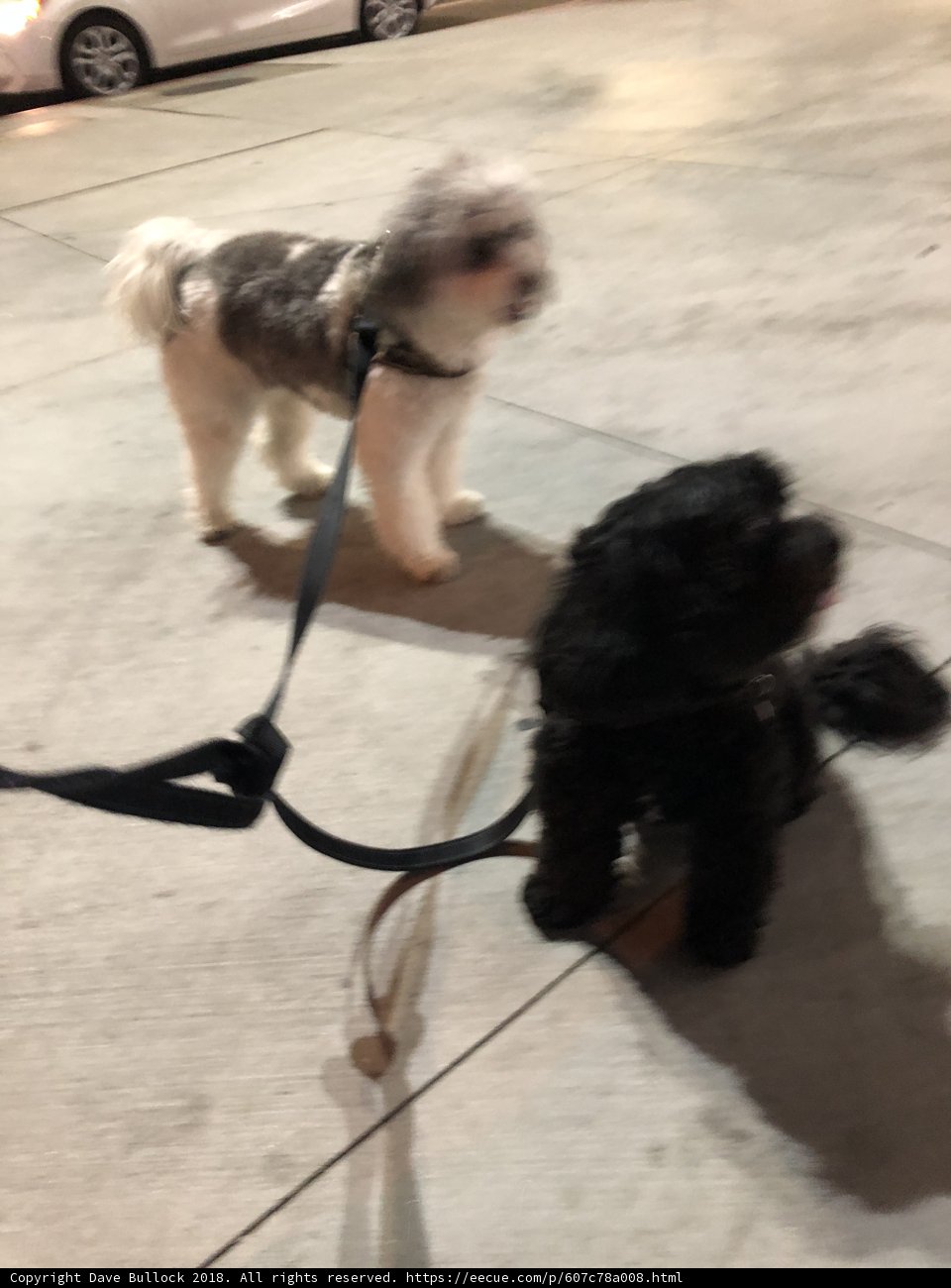 Two Dogs on a Leash Taking a Stroll