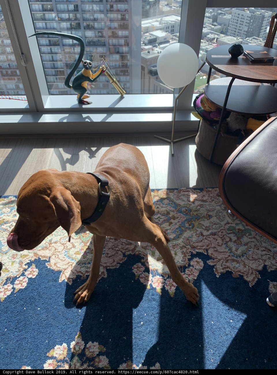 Pensive Pooch by the Window