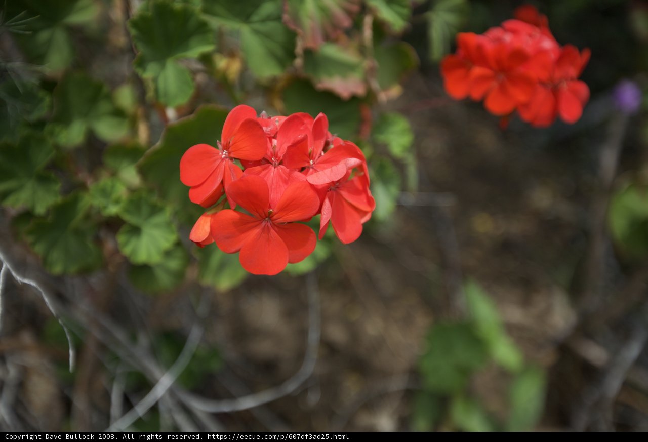 Wild Geraniums in Full Bloom