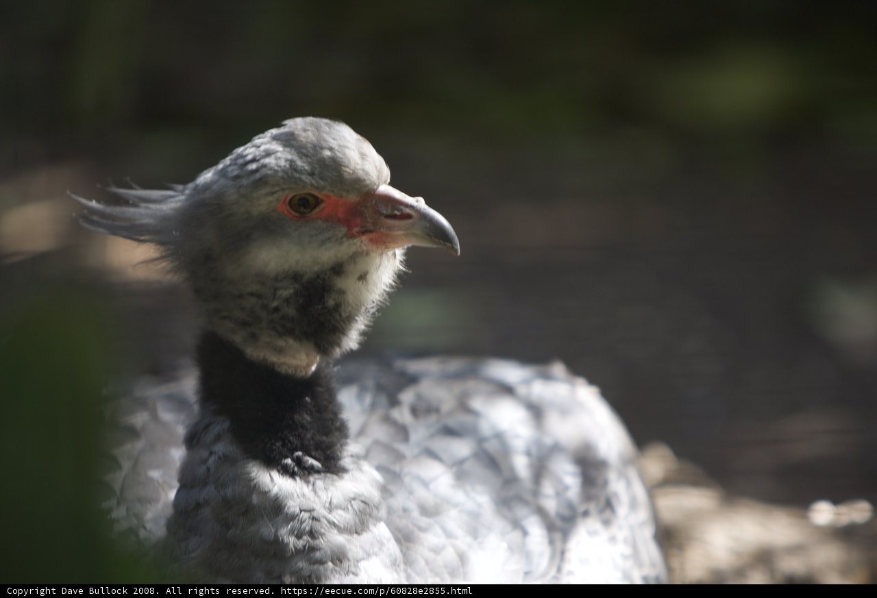 Red-Beaked Vulture Close-up