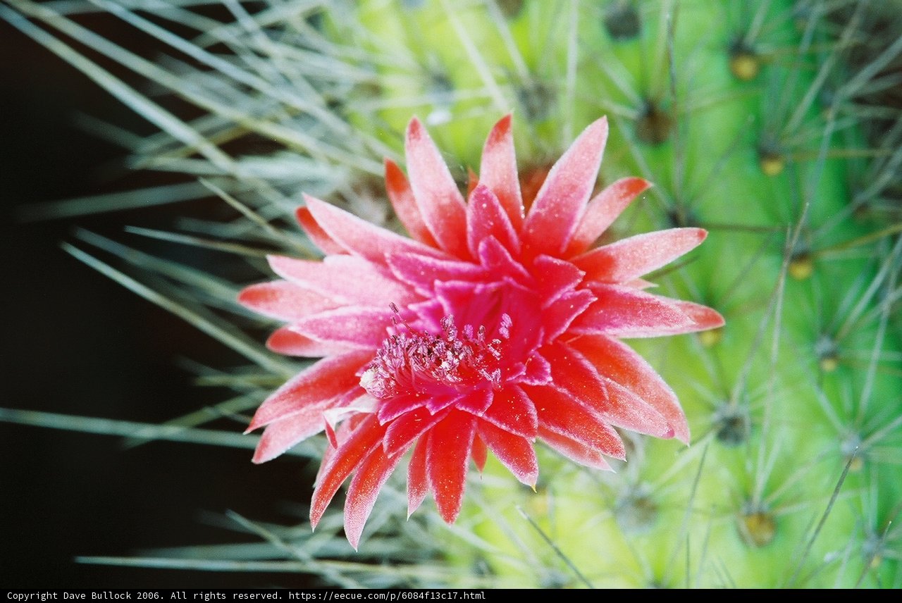 Ruby Beauty on a Cactus Plant