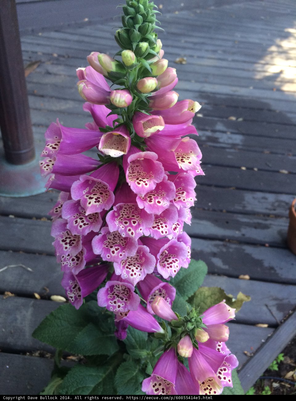 Pink Snapdragon Flower with White Spots