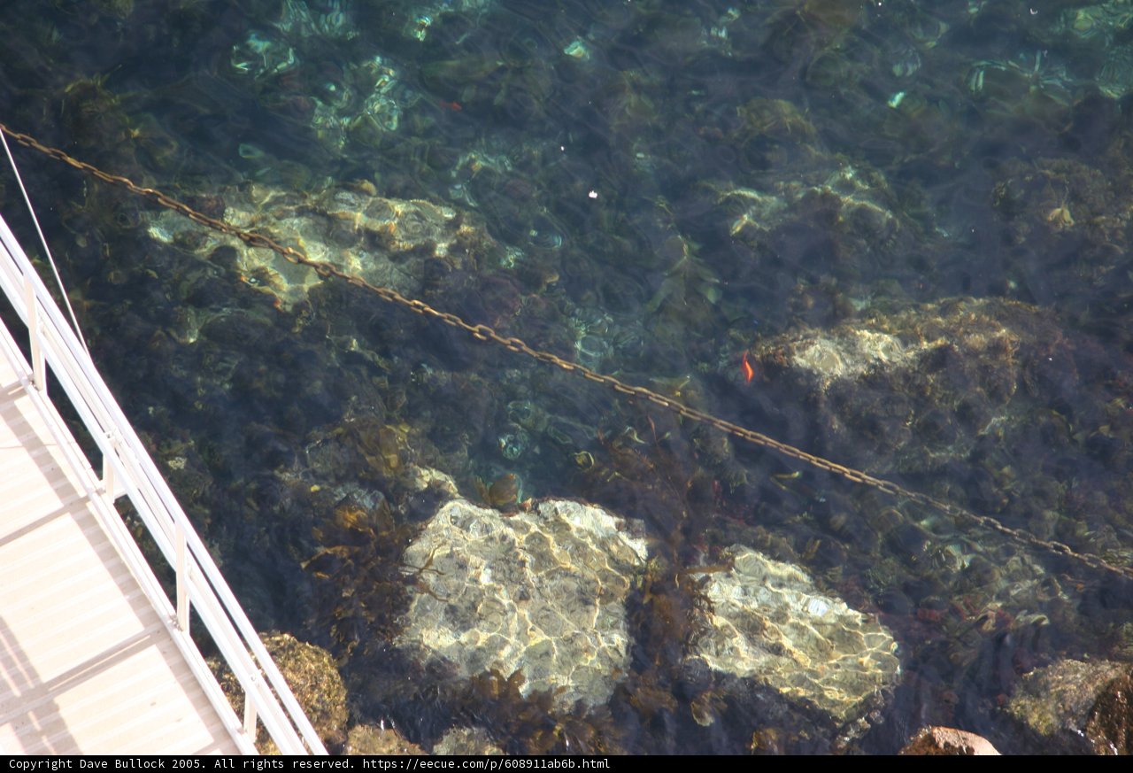 Tethered at the Water's Edge