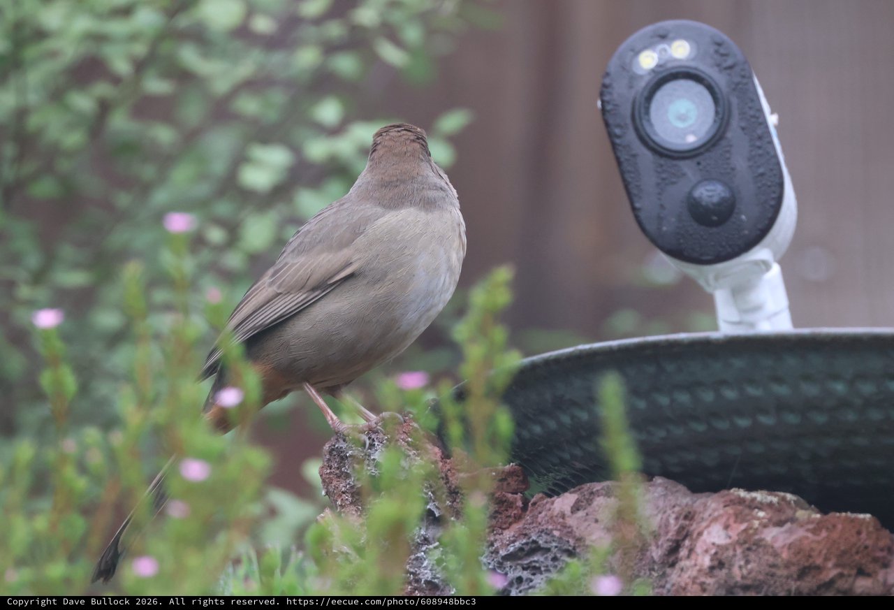 Bird Observing Security Camera in Garden Setting
