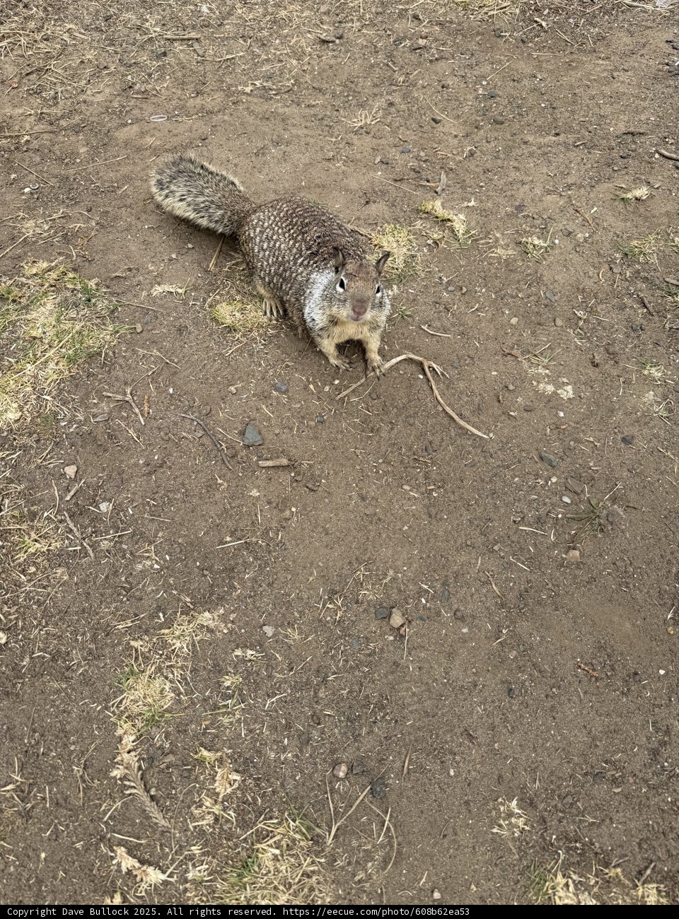 Curious Cambria Squirrel