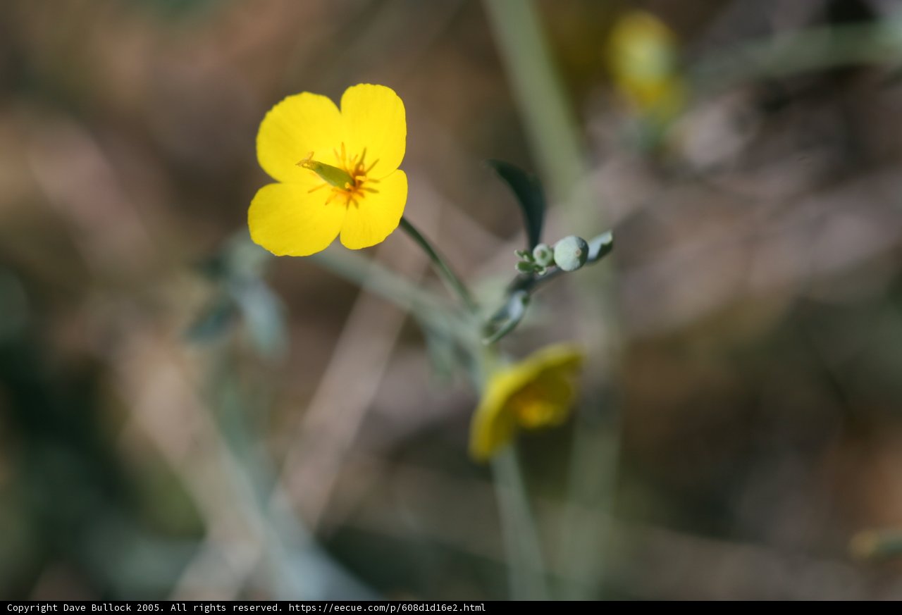 Lone Yellow Geranium