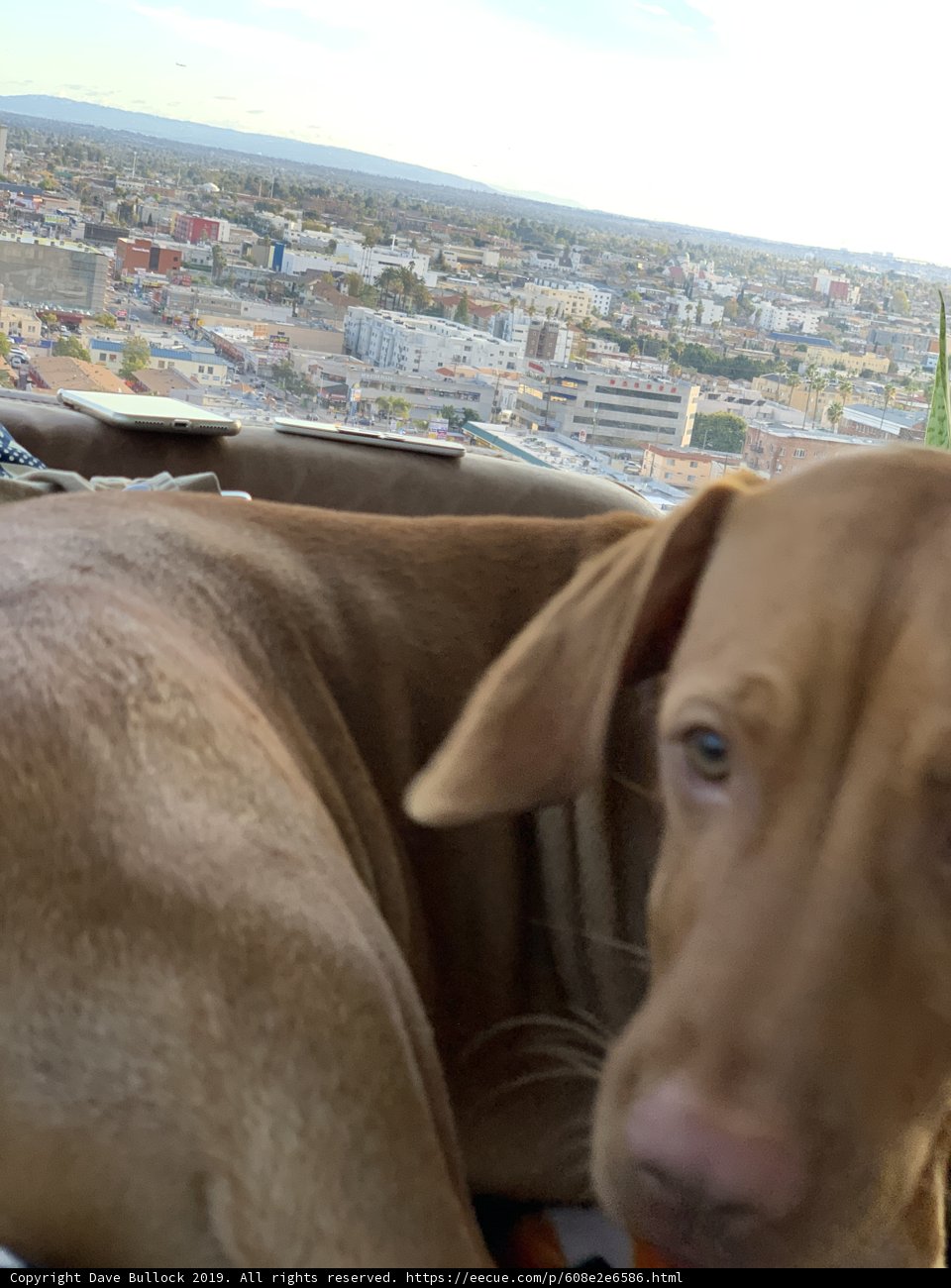 A Hound's View of LA