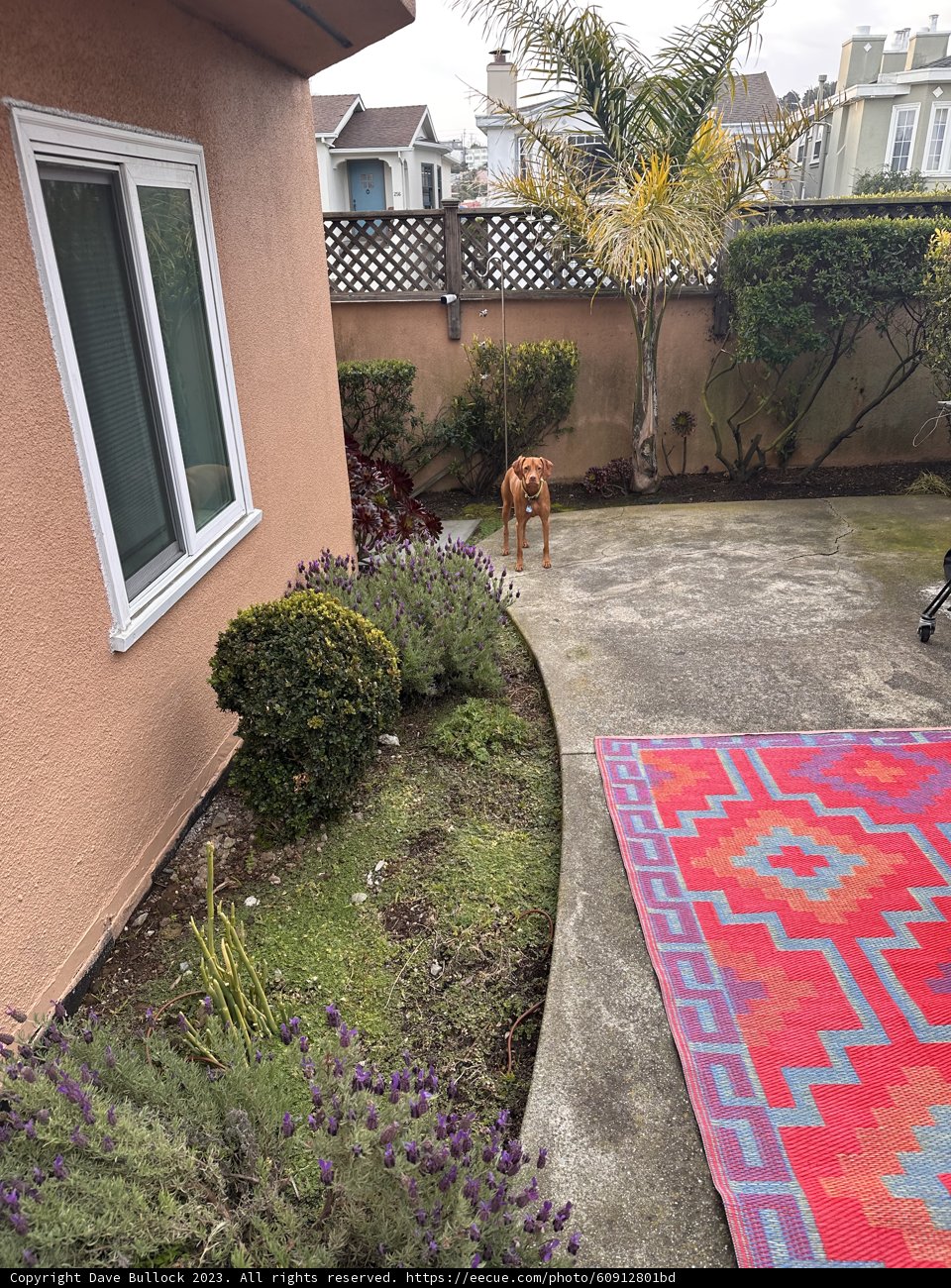 Colorful Rug in a Nature-inspired Backyard