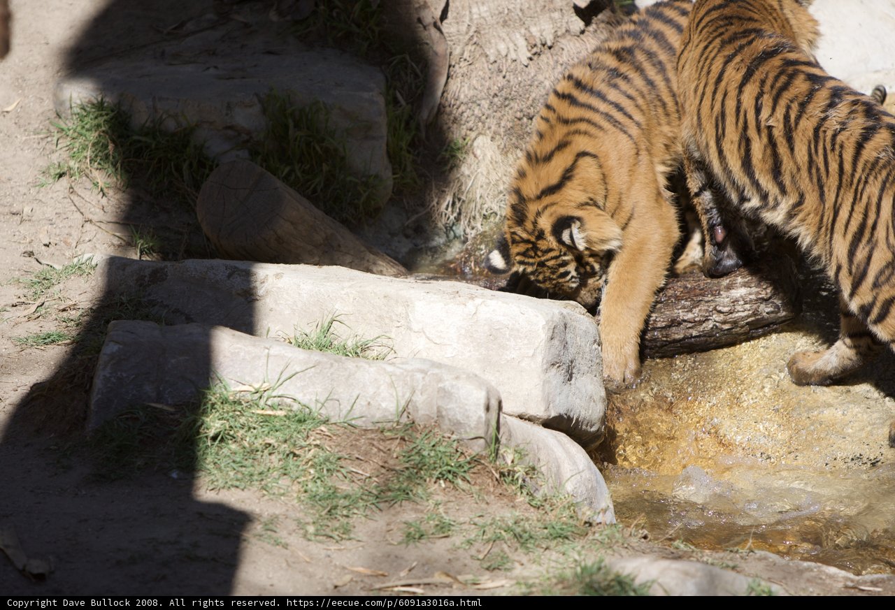 Thirsty Tigers
