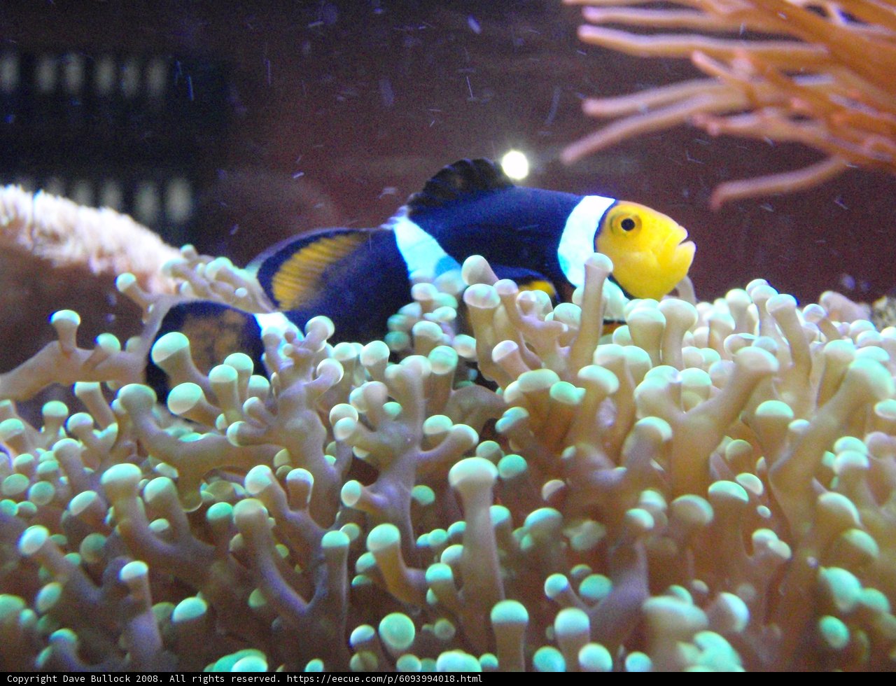Clown Fish and the Anemone