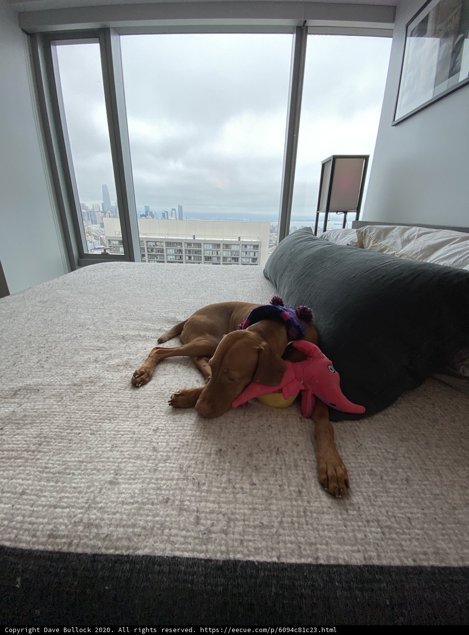 Cozy Canine Nap Time
