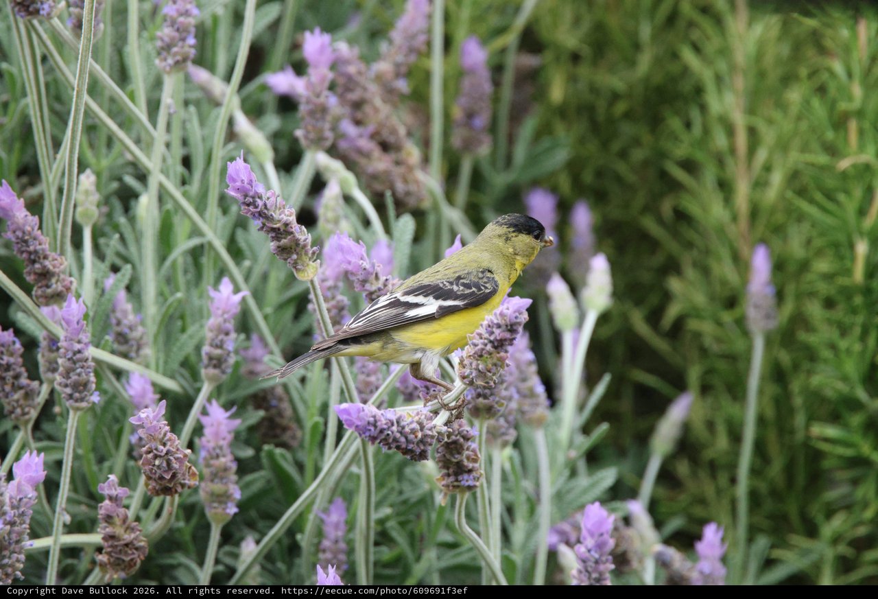 Lesser Goldfinch Perched on Lavender Flowers