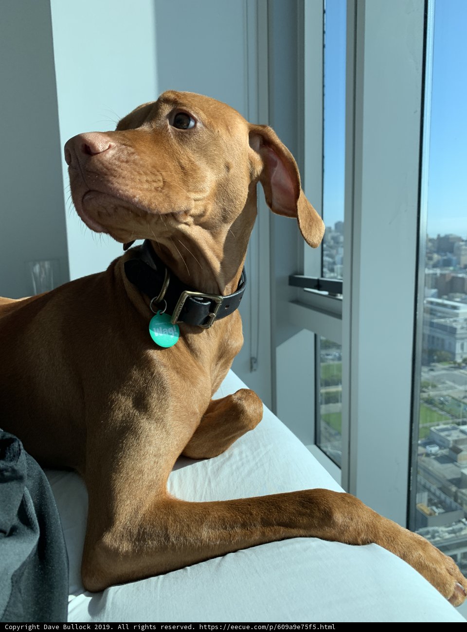 City Pup