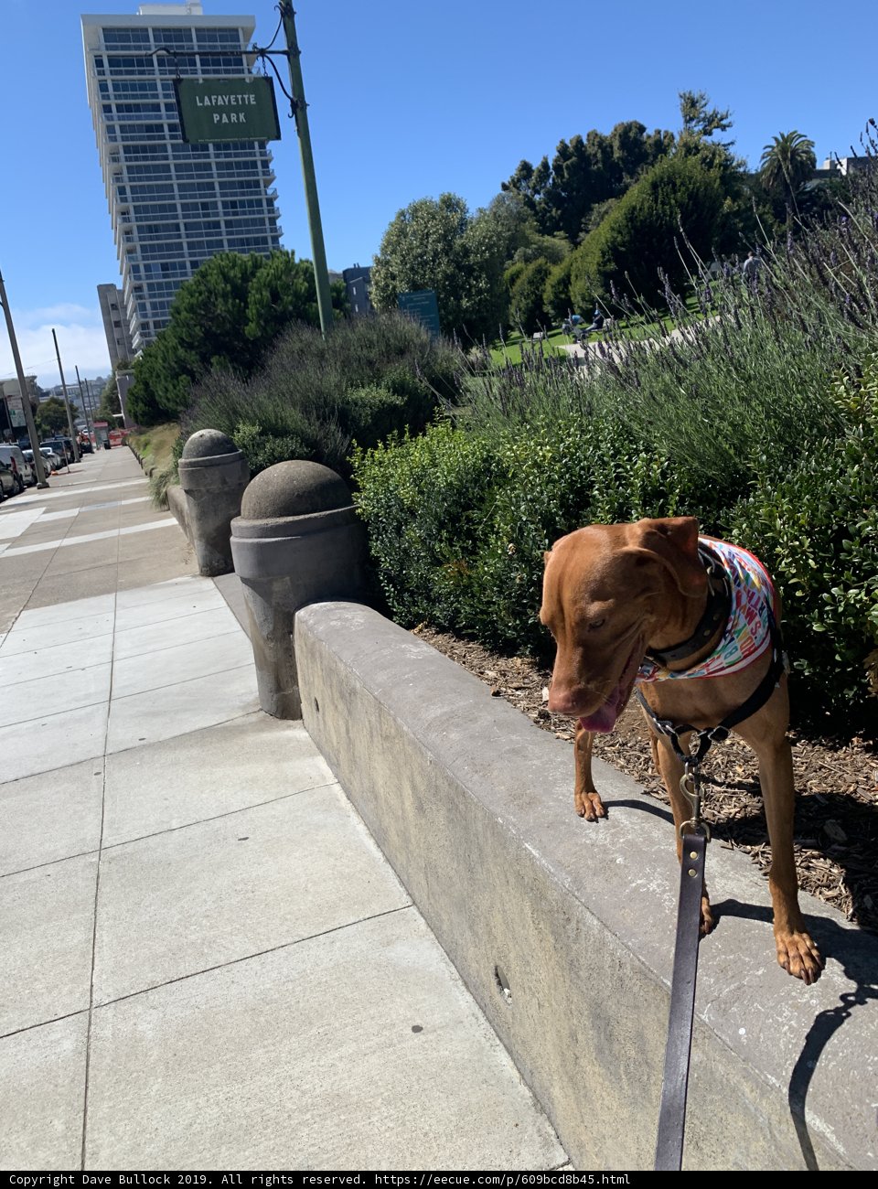 Leashed Vizsla in Lafayette Park