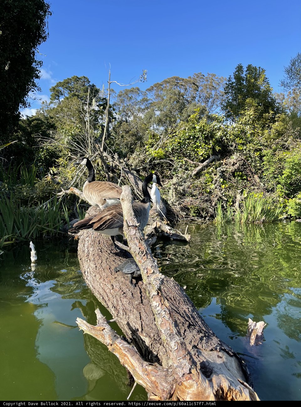 Birds on a Driftwood Perch