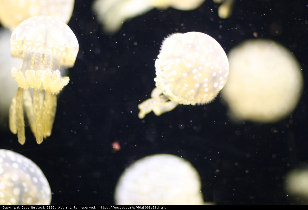 Sea Life in an Aquarium