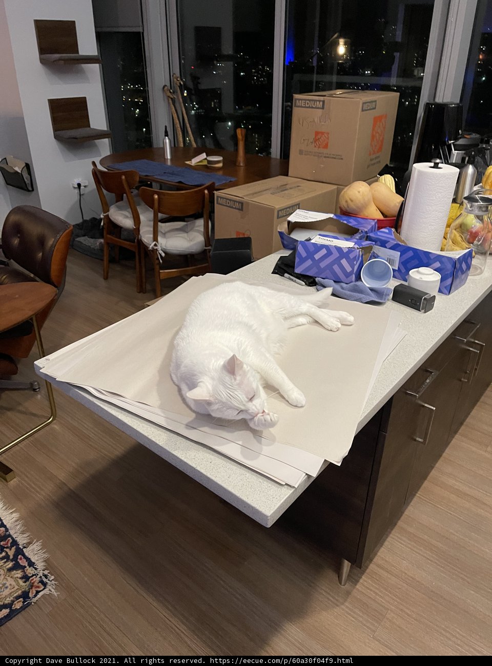 Feline Relaxation on a Hardwood Counter