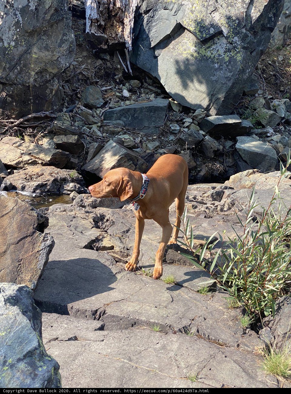 Canine Adventure by Glen Alpine Creek