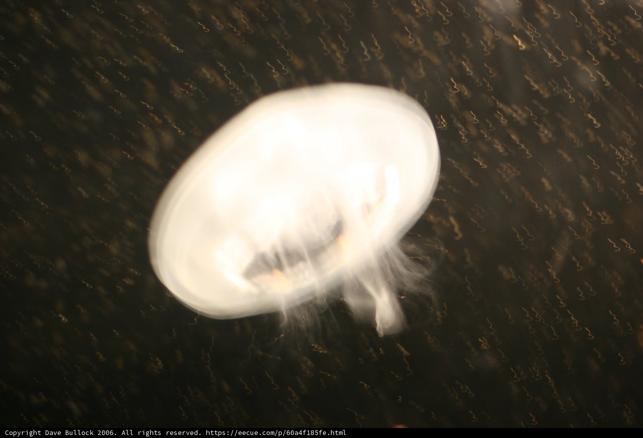 A Jellyfish's Aerial Adventure