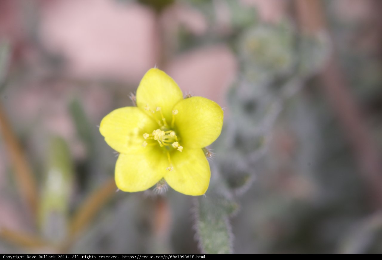Sunny Bloom