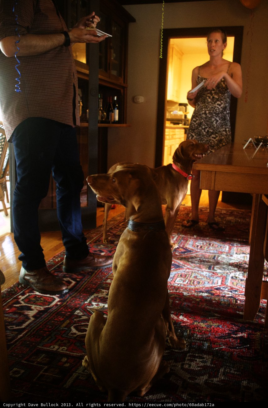 Canine Companions