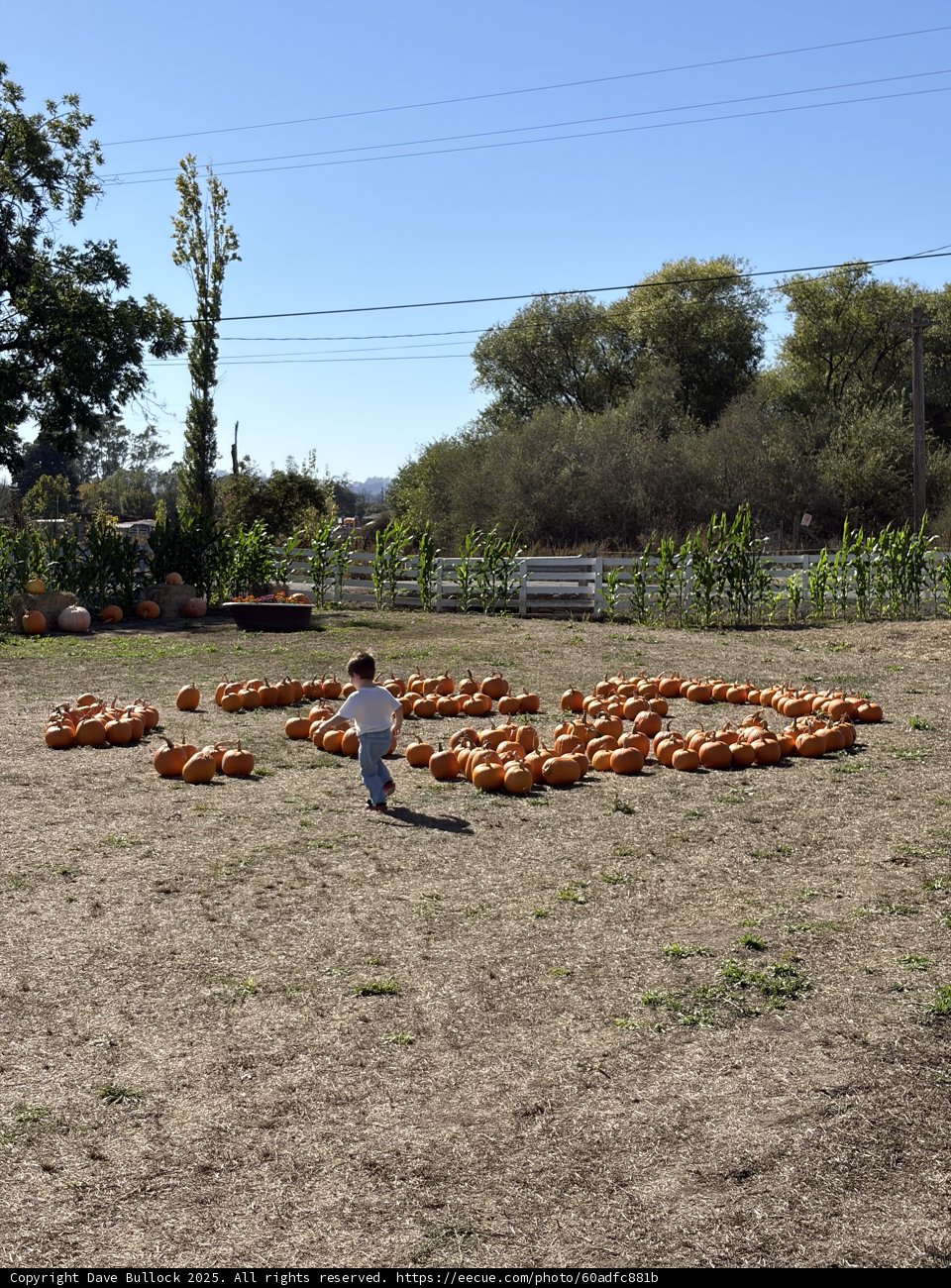 Autumn Adventures in the Pumpkin Patch