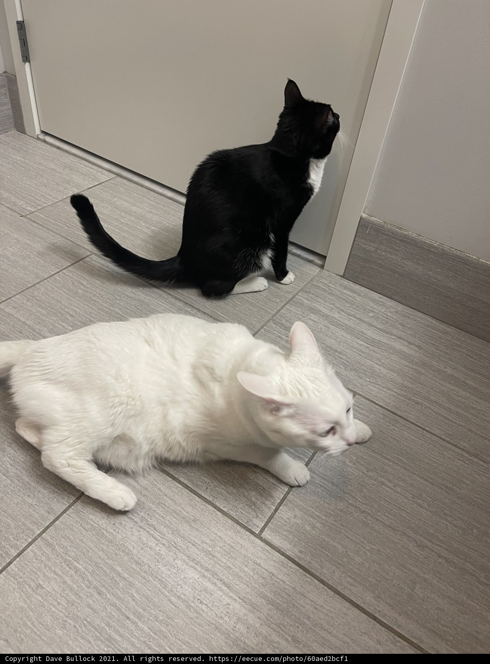Feline Friends by the Door