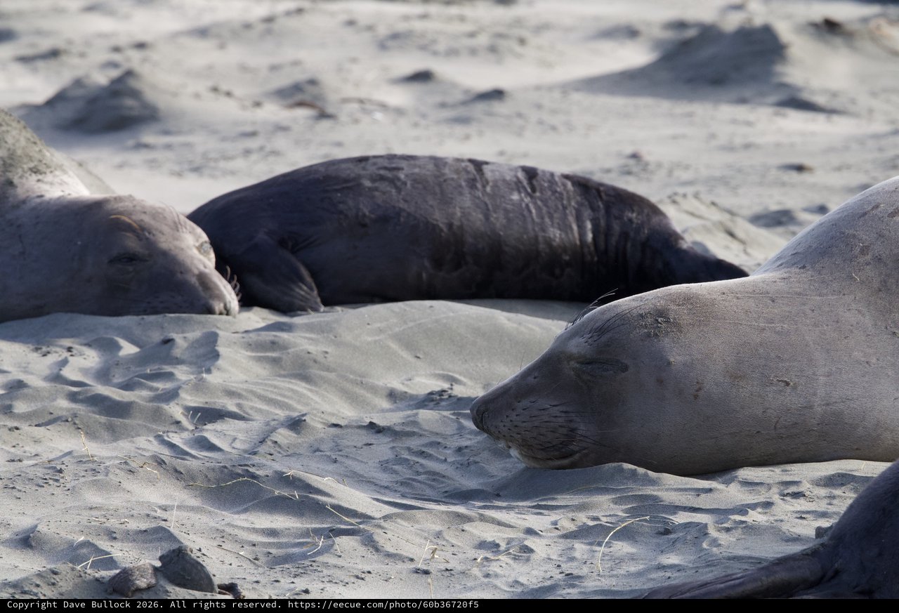 Elephant Seals Resting on Sandy Beach at Drakes Beach