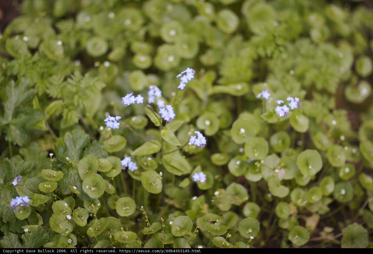 Blue Beauties