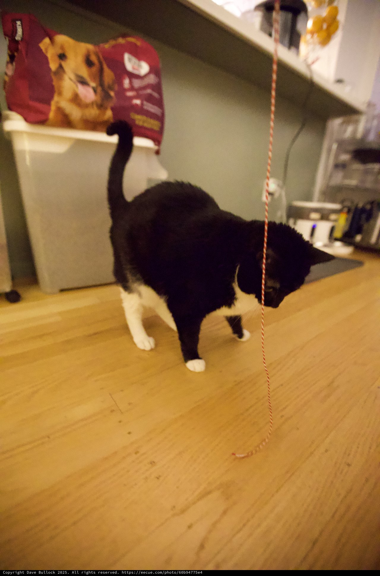 Black and White Kitten Playing with String Toy at Home