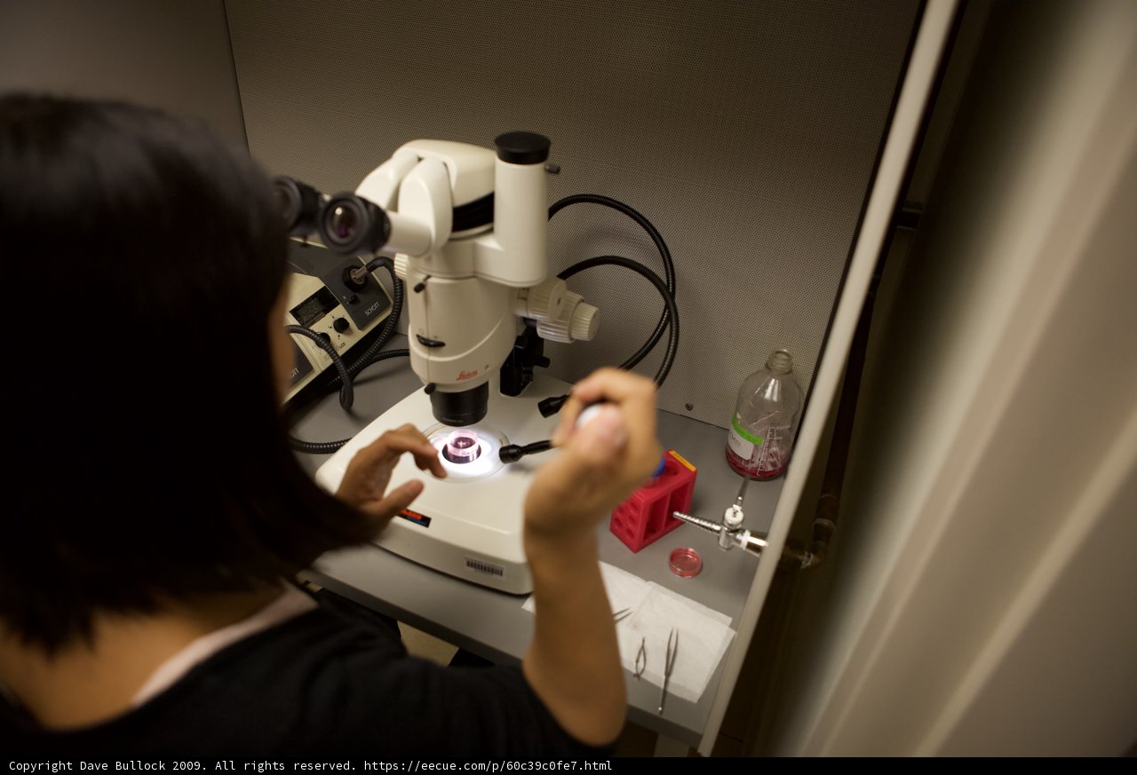 Through the Microscope