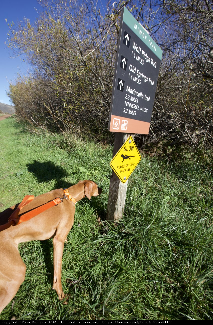 Curiosity Unleashed in Marin Headlands
