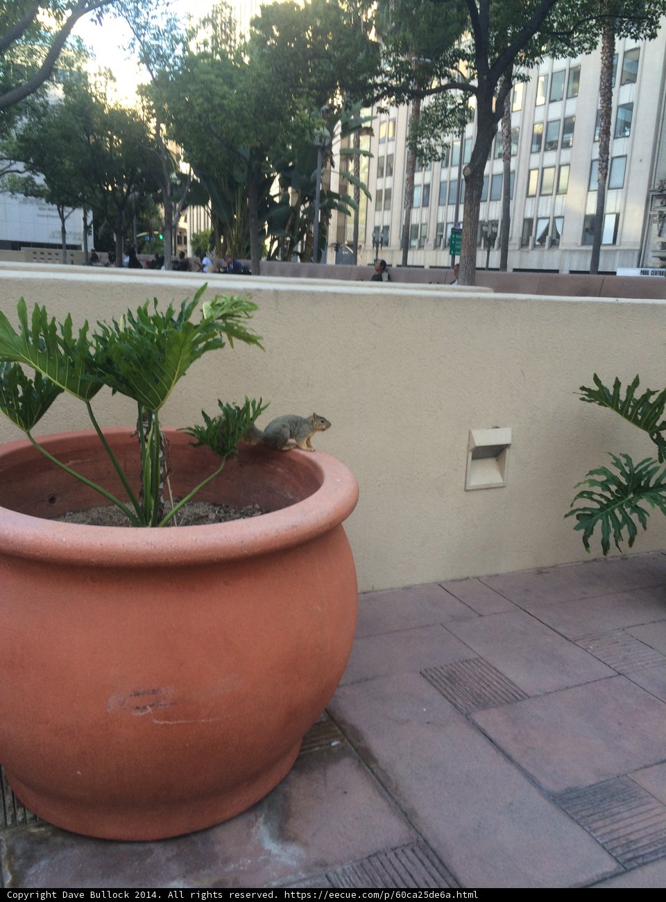 Decorative Potted Plant