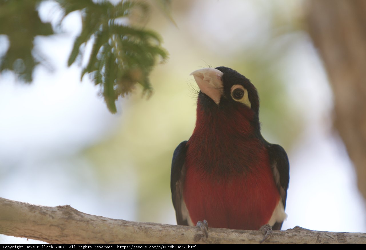 Red and Black Finch