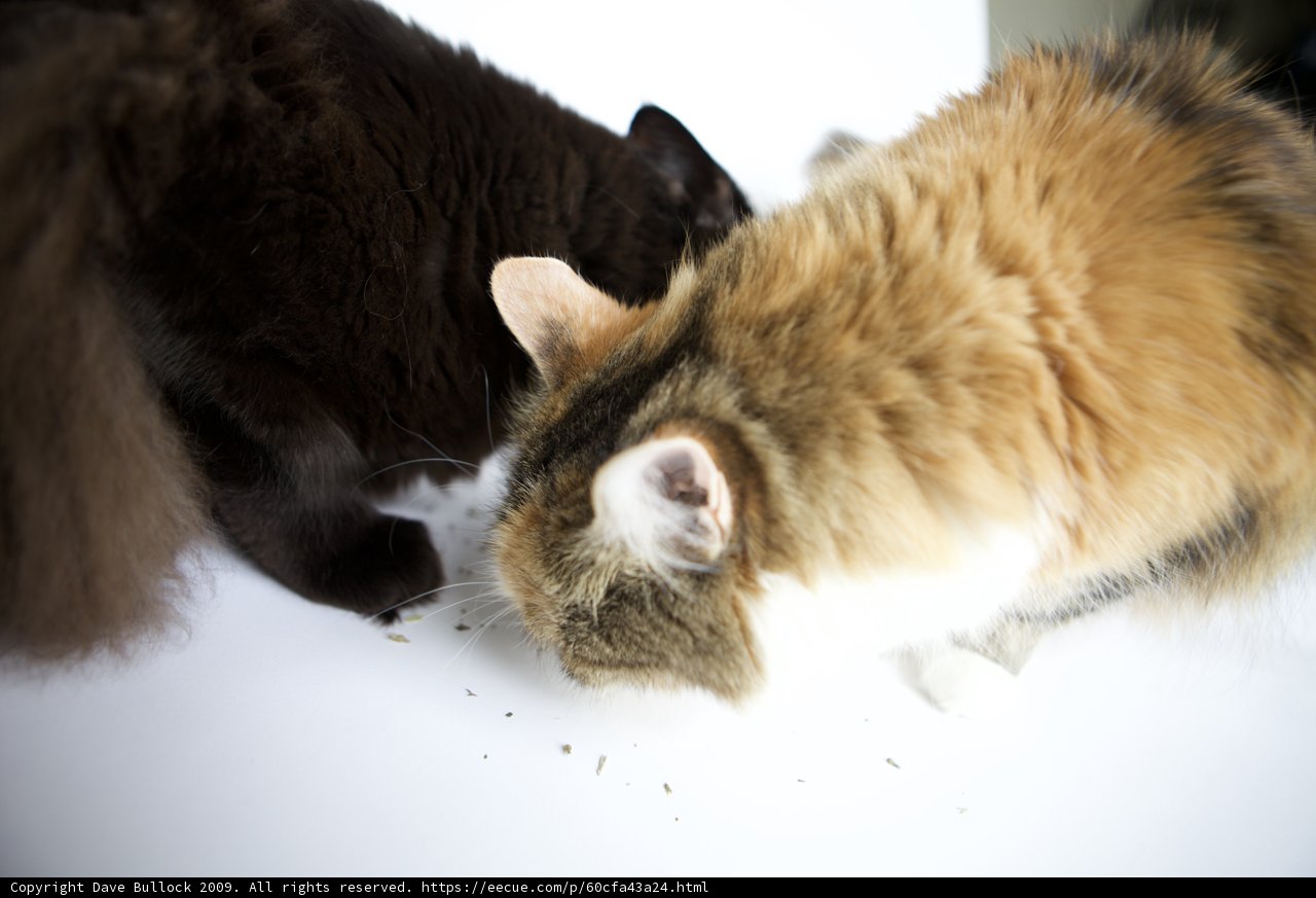 Feline Friends