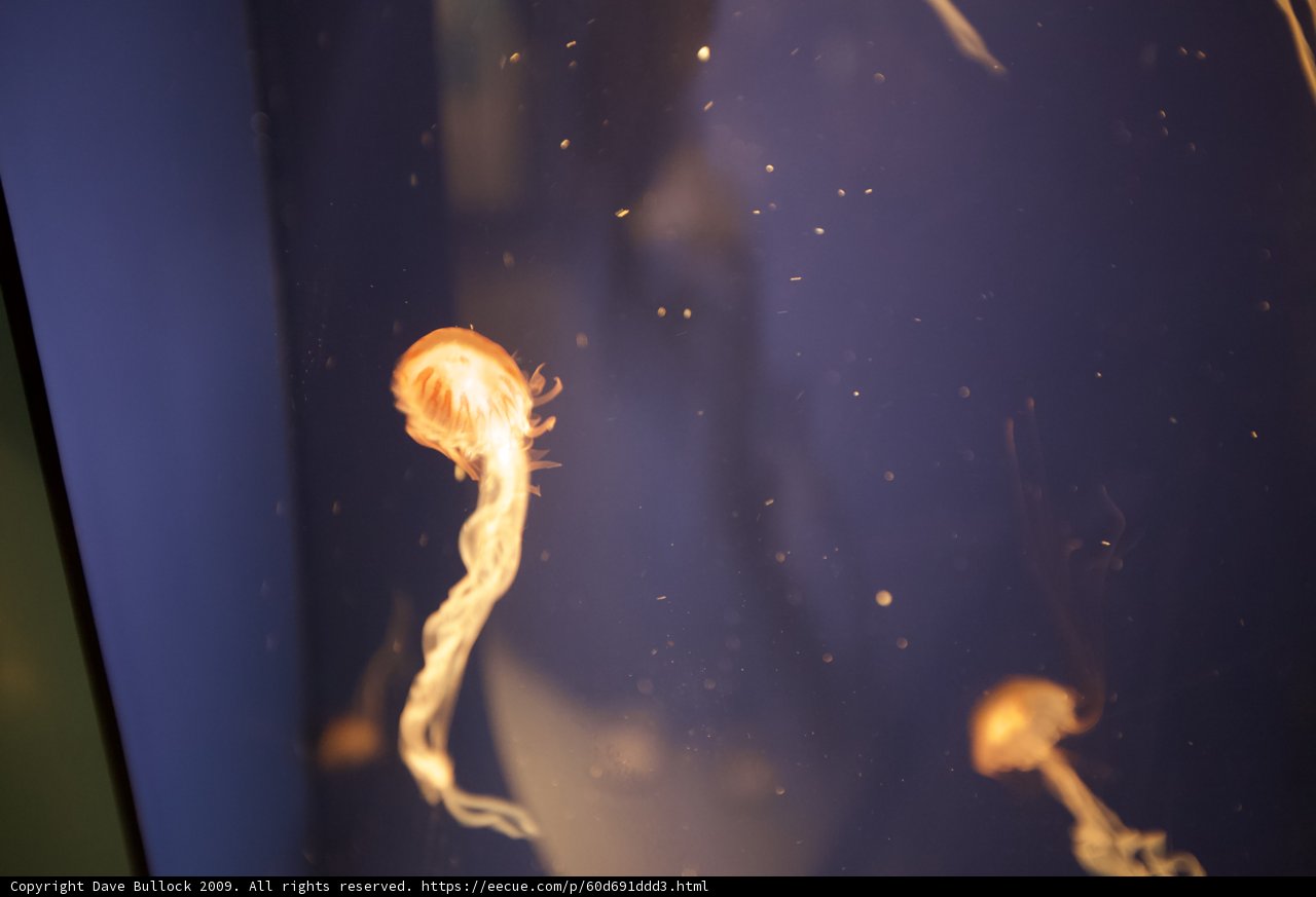 Up Close with a Graceful Jellyfish