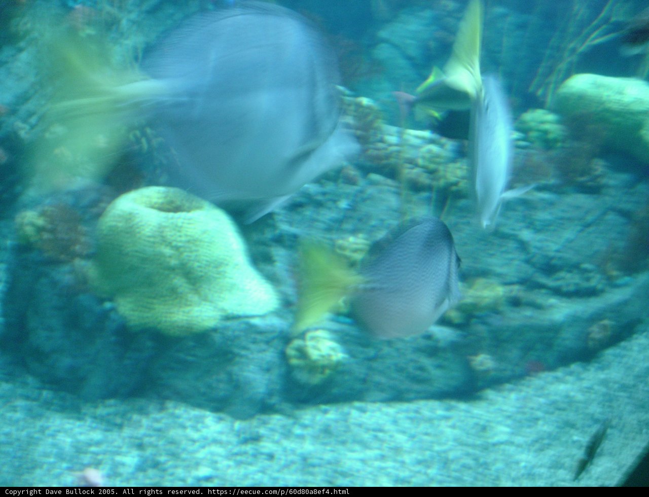 Underwater Wonders
