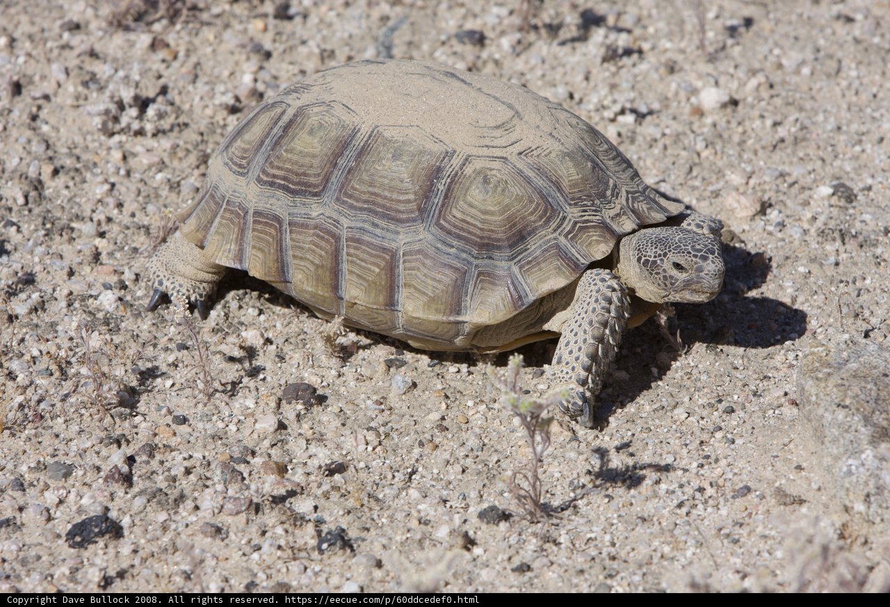 Desert Dweller