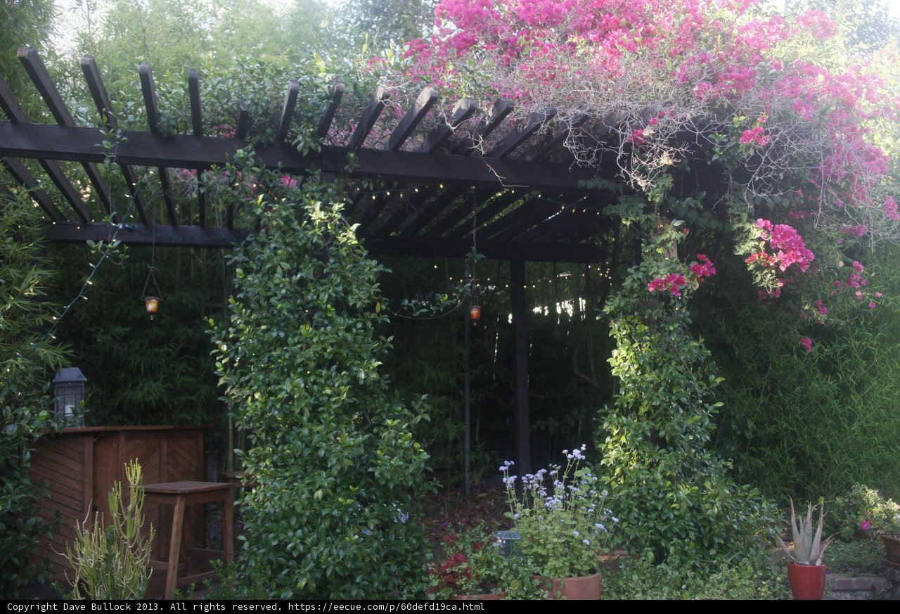 A Serene Pergola in Altadena