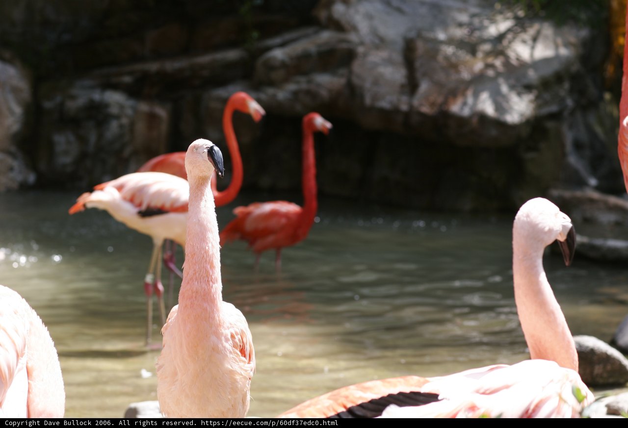 Flock of Flamingos in the Pond