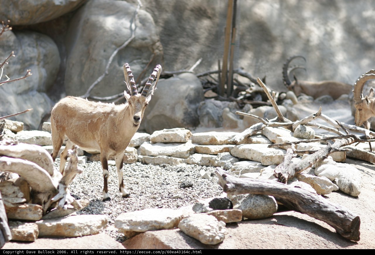 Rocky Grazing Goat