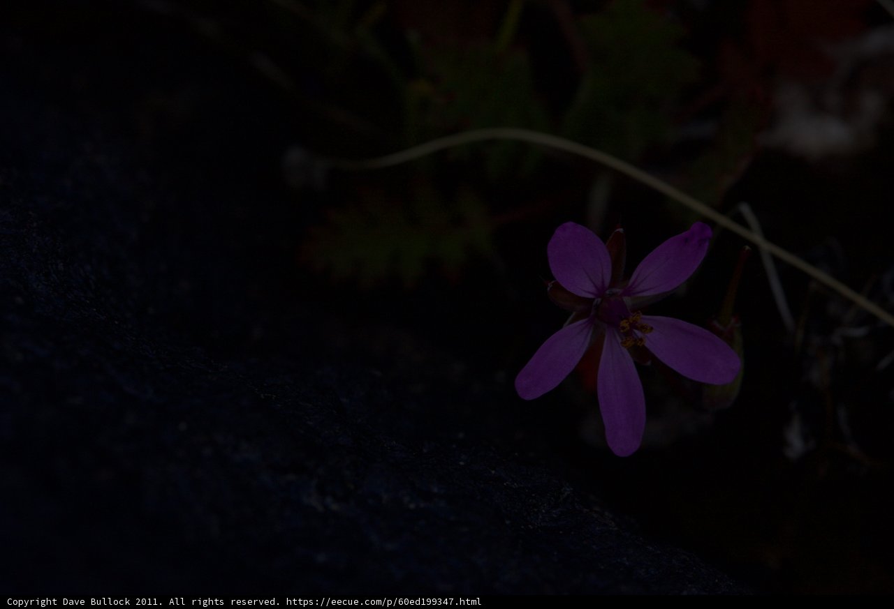 The Lone Purple Bloom