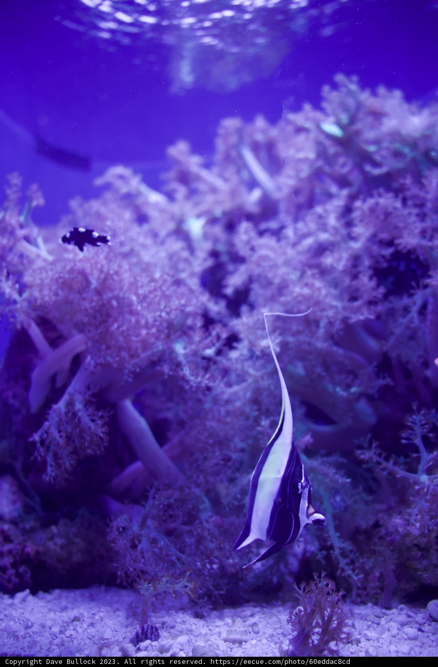 Underwater Wonders at Academy of Sciences